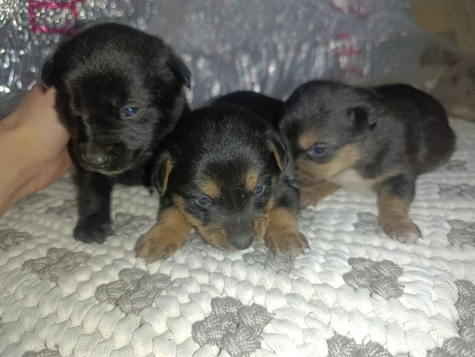 щенки в добрые руки