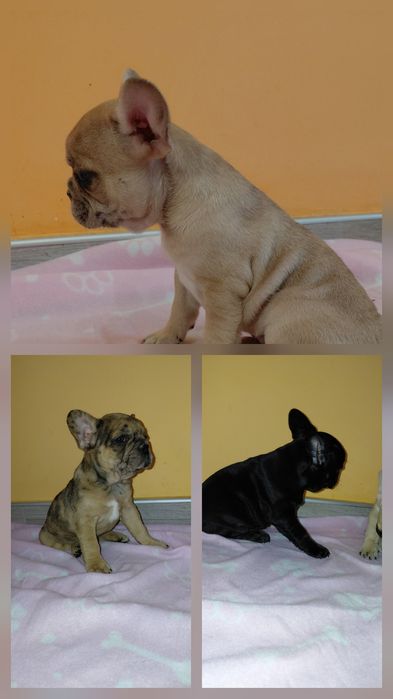 Френски булдог/булдочета