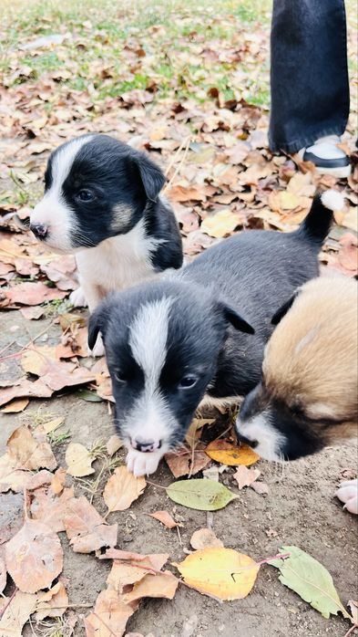 БЕСПЛАТНО Щенята -Долан Каскелен