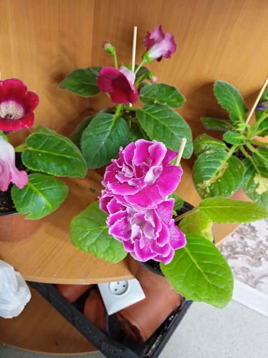 Продам цветы глоксиния