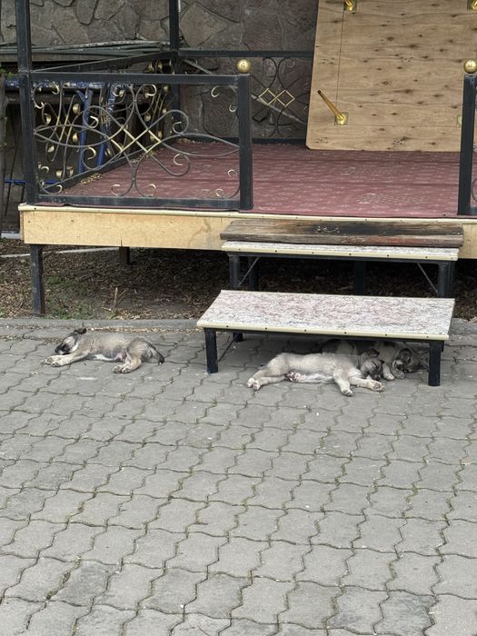 Щенок собачка отдам бесплатно