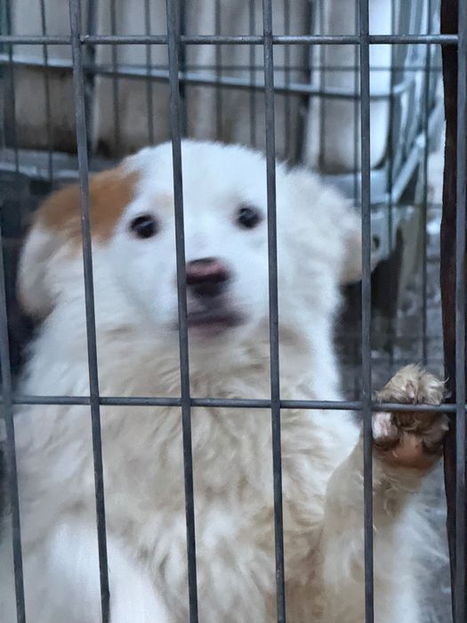 Donez cățel foarte blând