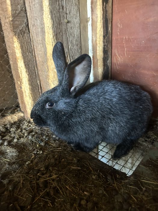 Продам кроликов 4 месячные