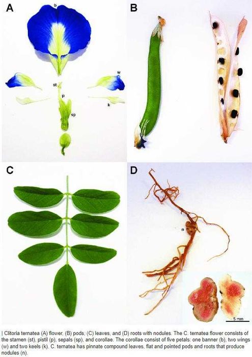 Маска Лице Тяло Клитория Тернатея Пеперуден Син Чай Clitoria Ternatea