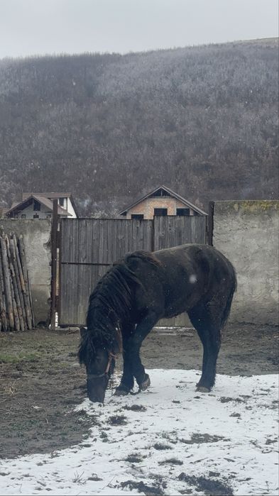 Schimb mânză cu vacă