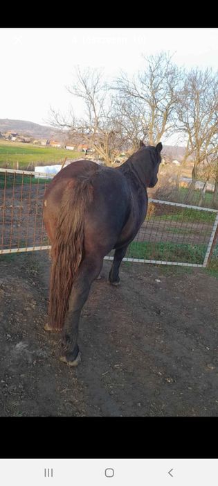 Vand 2 manze si un manz