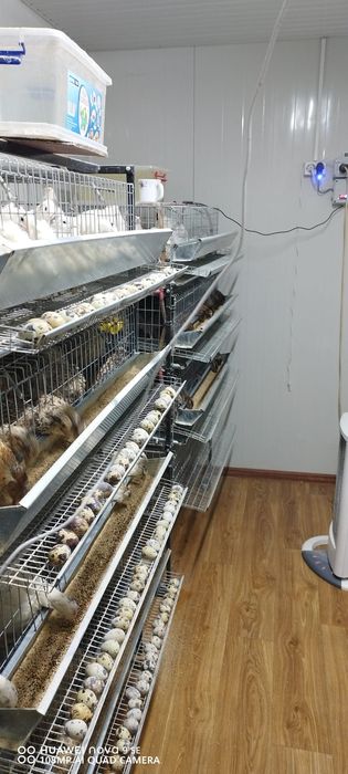 Vând oua proaspete prepelita 10 ron - 24" oua. Pui prepelita