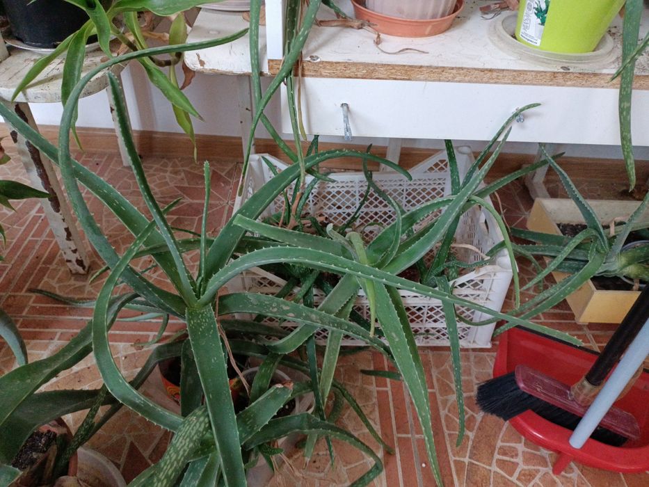 Продается алое и золотой ус