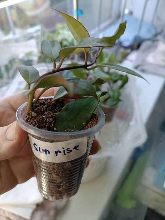 Продам укоренённые отростки