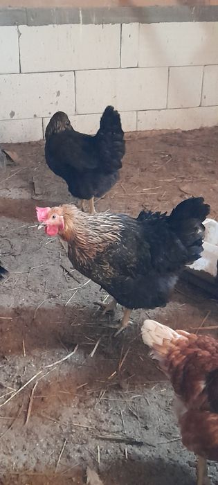 Vand puicute, tinere, sanatoase