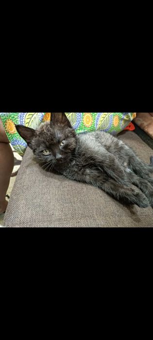 Британец с тайской кошкой