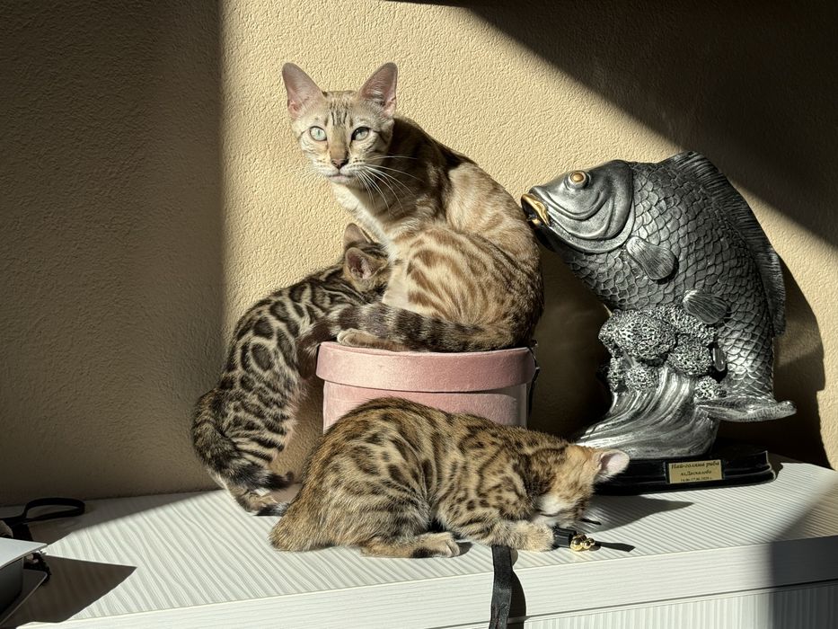Бенгалски котета!
