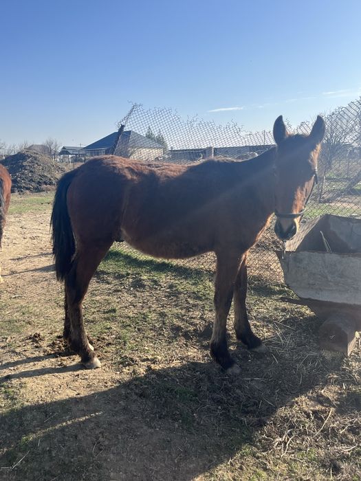 Жабағы көктемде 1 жасқа шығады