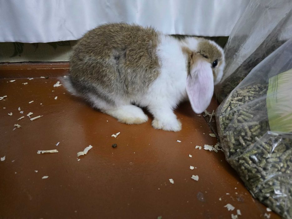 Кролик декоративная  Quyon karlik baran