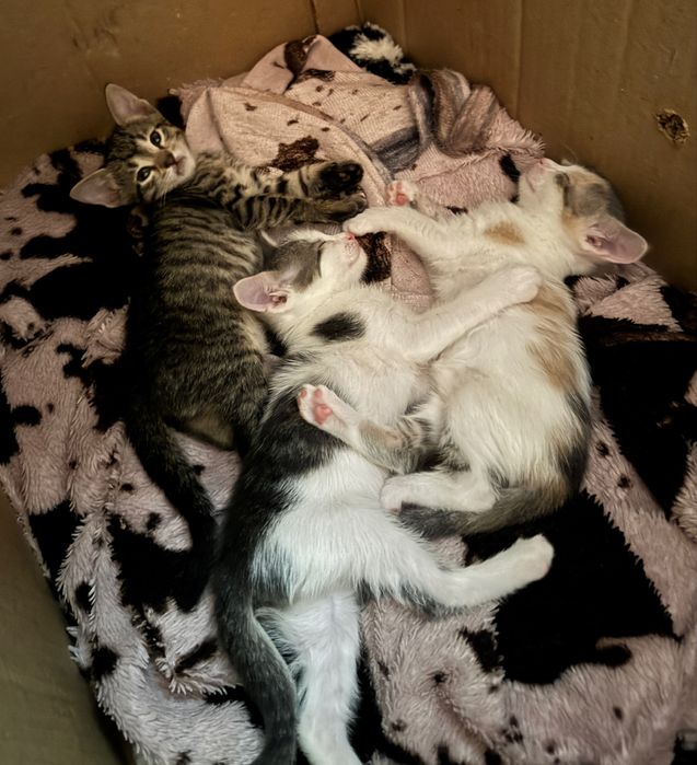 котенки 1,5 месяцев