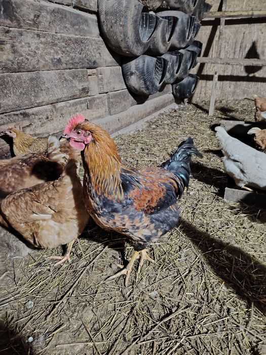 Продаются домашние петухи