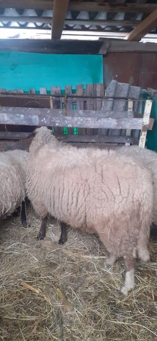 Berbec Carabaș – 1 an – 950 lei