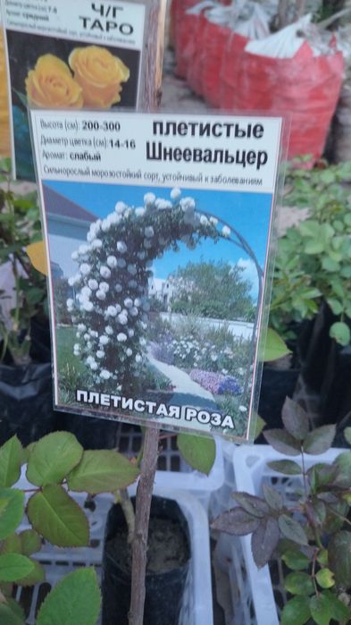Цветы садовые на горшках