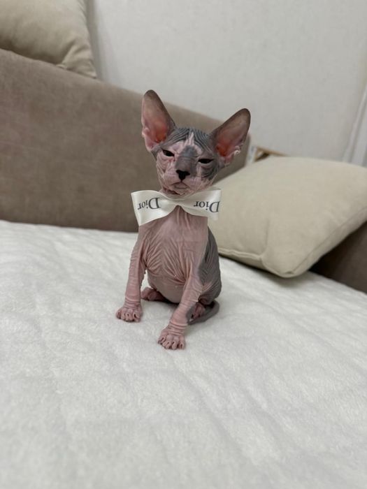 Донской сфинкс котёнок