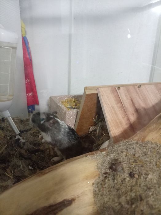Vând gerbil,veverița mongoleza