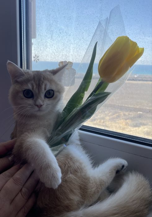 Продам котенка красавица