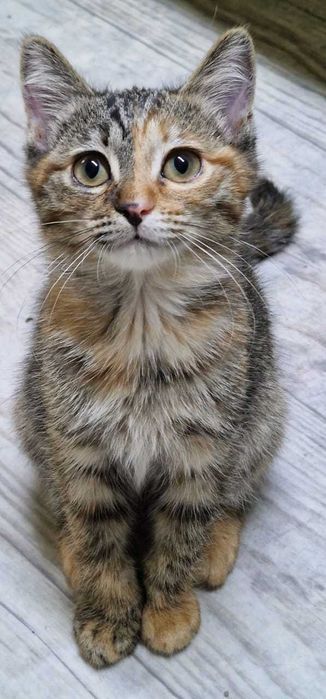 Кошечка, девочка, 3.5 месяца, привезем сами.