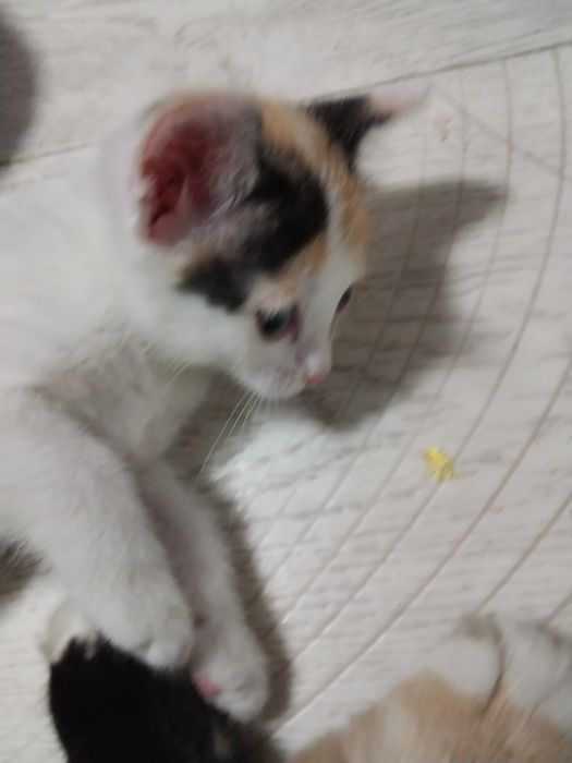 отдам котяттар новостройка