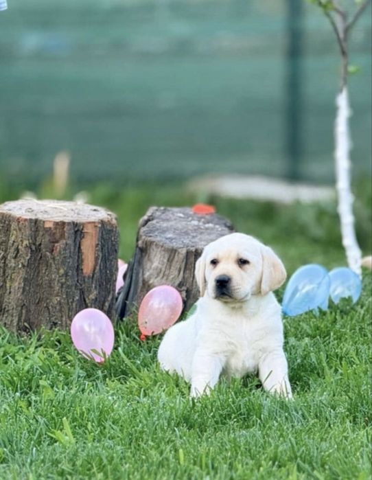 Labrador retriver pedigree