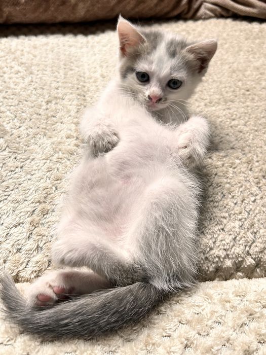 Котенок мальчик .
