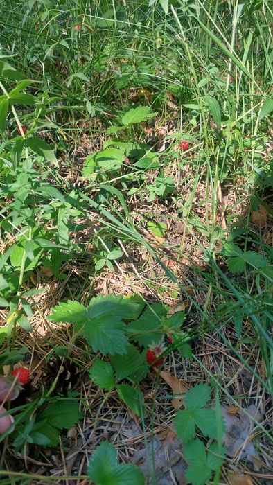 Сдам коттедж Катарколь рядом  Боровое.