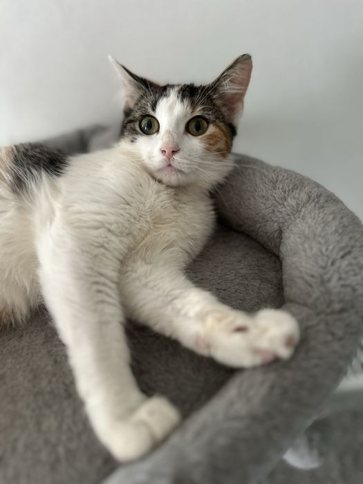 Zambolina cauta casuta