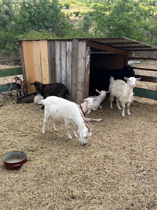 Vand sau scimb capre fara lapte