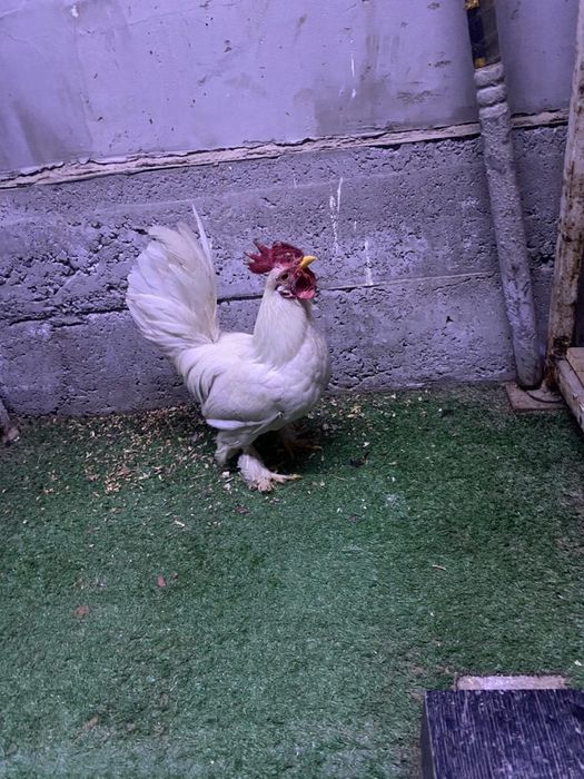 Продам карликовых петухов