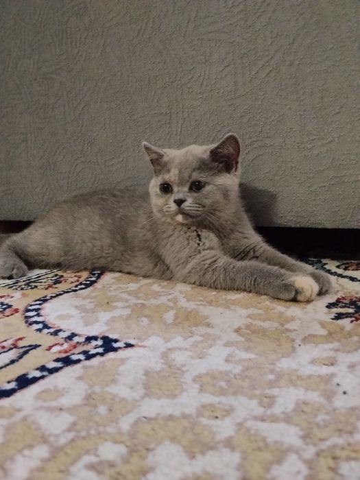 Британские котята