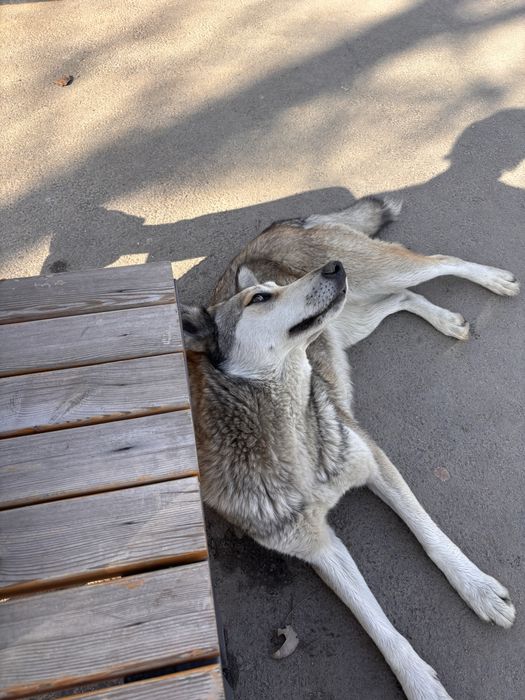 Нашли собаку хаски деовчка