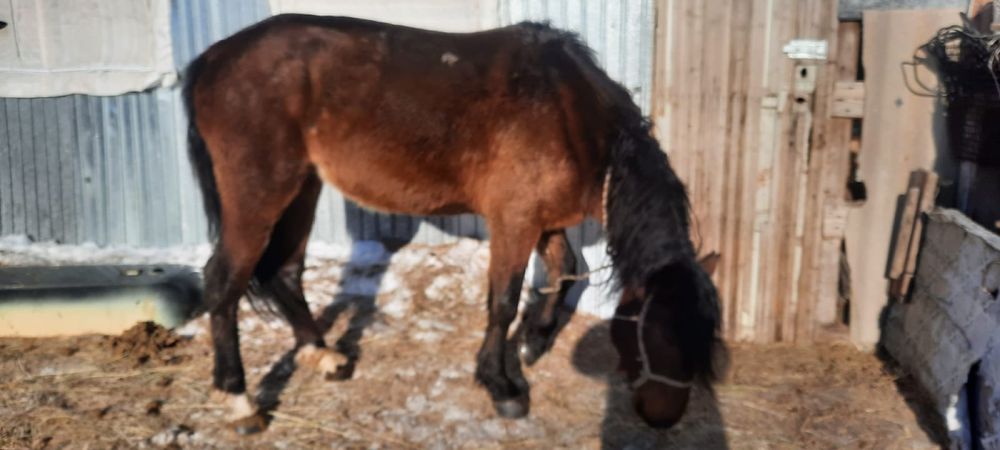 Продается Айгыр!!!