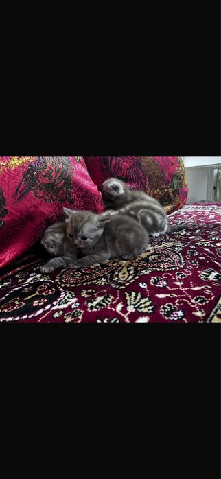 Котята шатланские 1.2 мес цена
