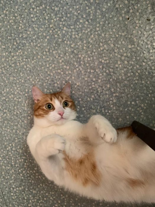 Кот Рони ищет дом.