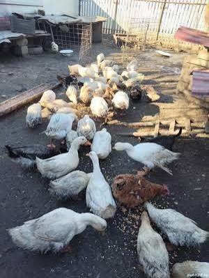 Gaște și rațe de vânzare