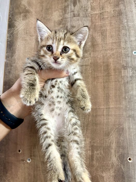 Отдам игривых котят