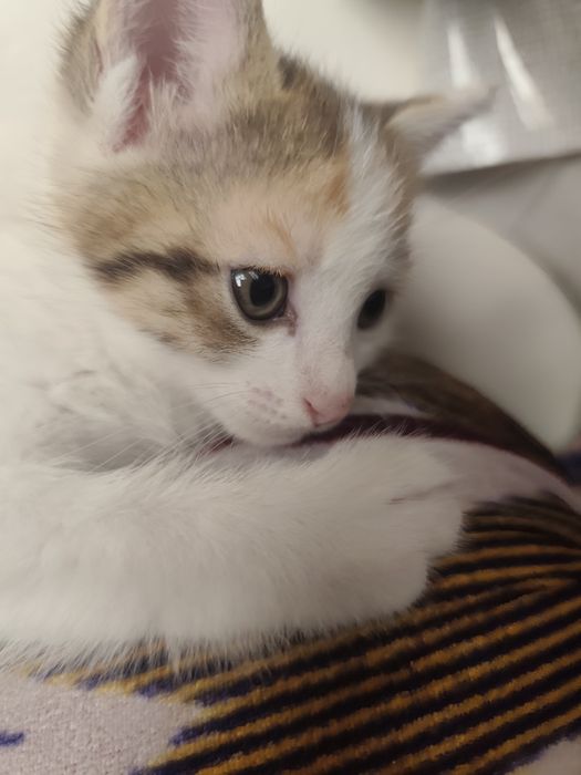 Mushuklar hadyaga beriladi