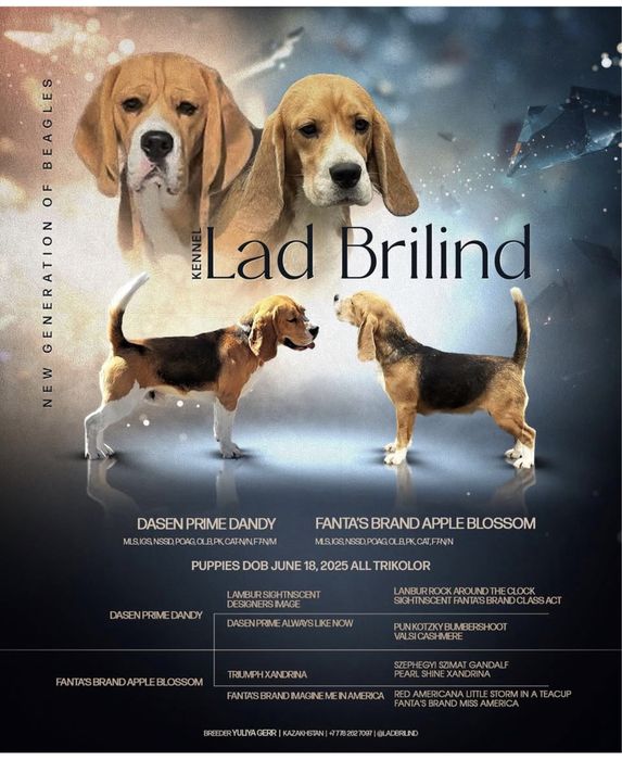 Щенки бигля, питомник