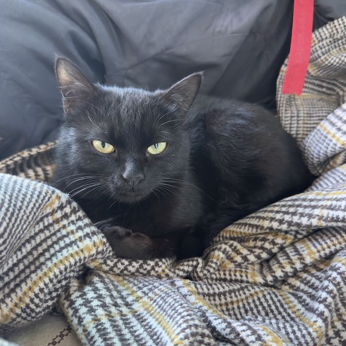 Кошка девочка даром