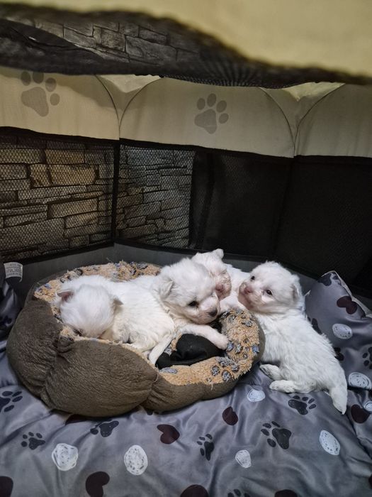 Болонки 3 момченца и 1 момиче