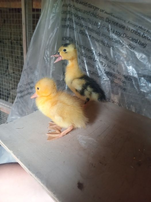 Jójala sotiladi òrdak