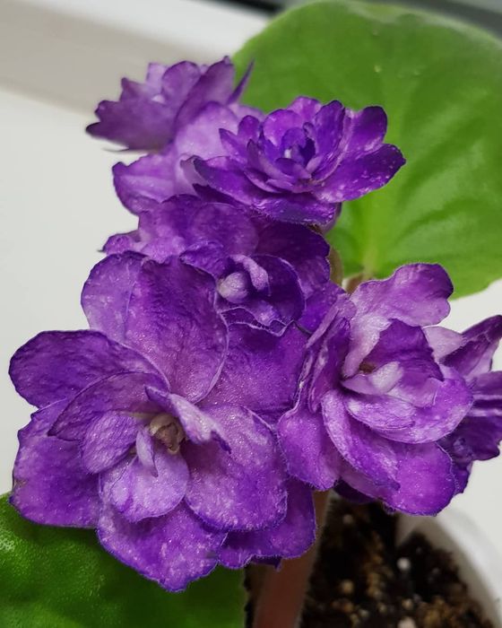 Фиалки сортовые. Детки