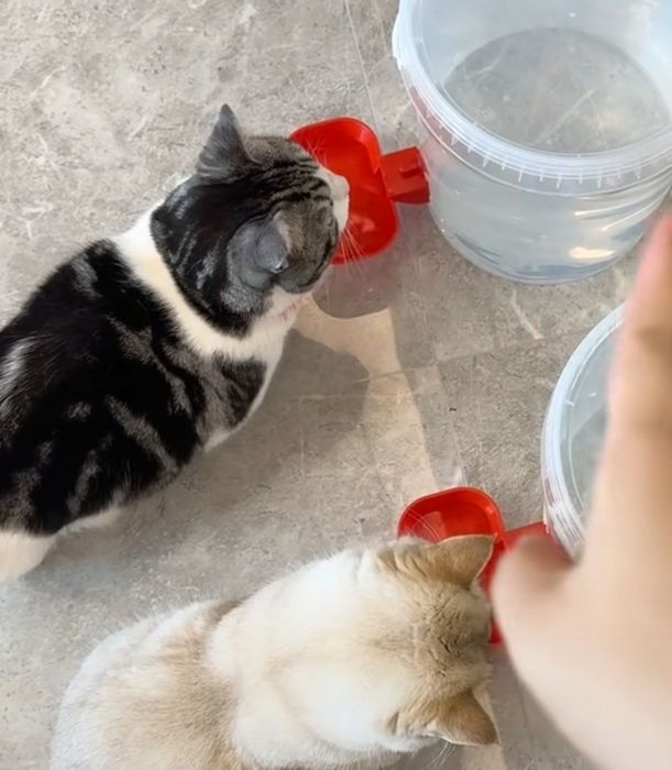 Авто сув идиш паилка товук, ит-мушук ва бошка хайвонлар учун