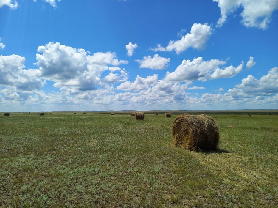 Продам сено рулон разнотравие 8000 тг