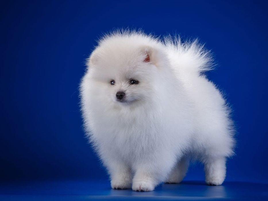 Красивые щенки Шпицев ттт