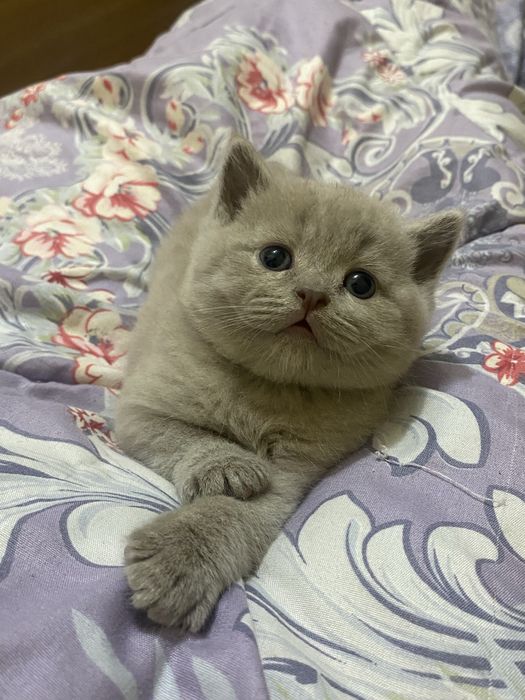 Кошка Скоттиш страйт, фолд